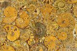 Composite Plate Of Agatized Ammonite Fossils #280975-1